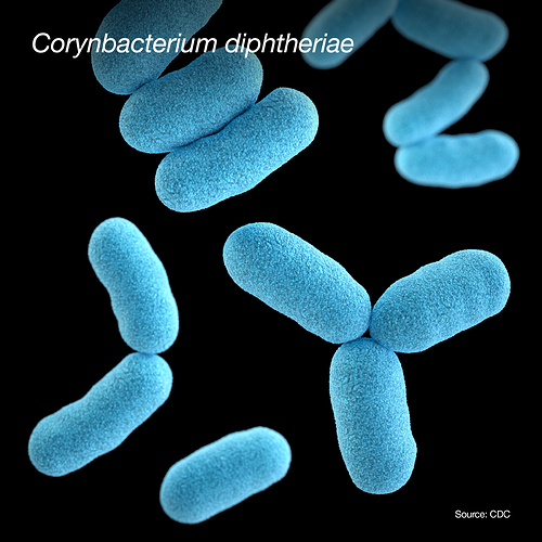 Corynebacterium%20diphtheriae