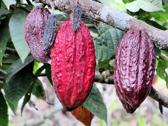 Cocoa Shell: A By-Product with Great Potential for Wide Application