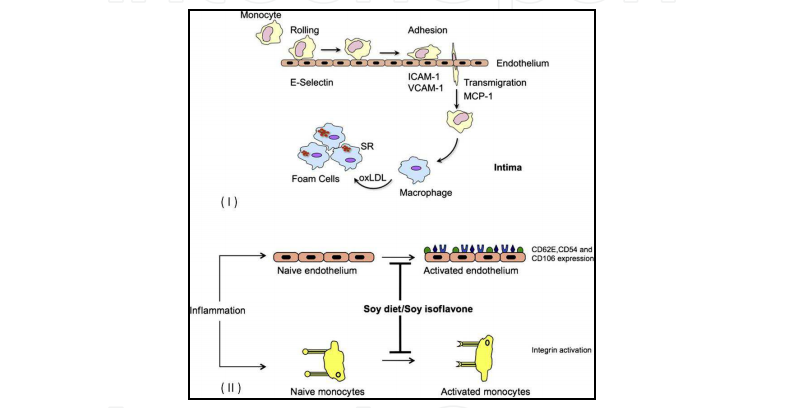 Soy as a Functional Food