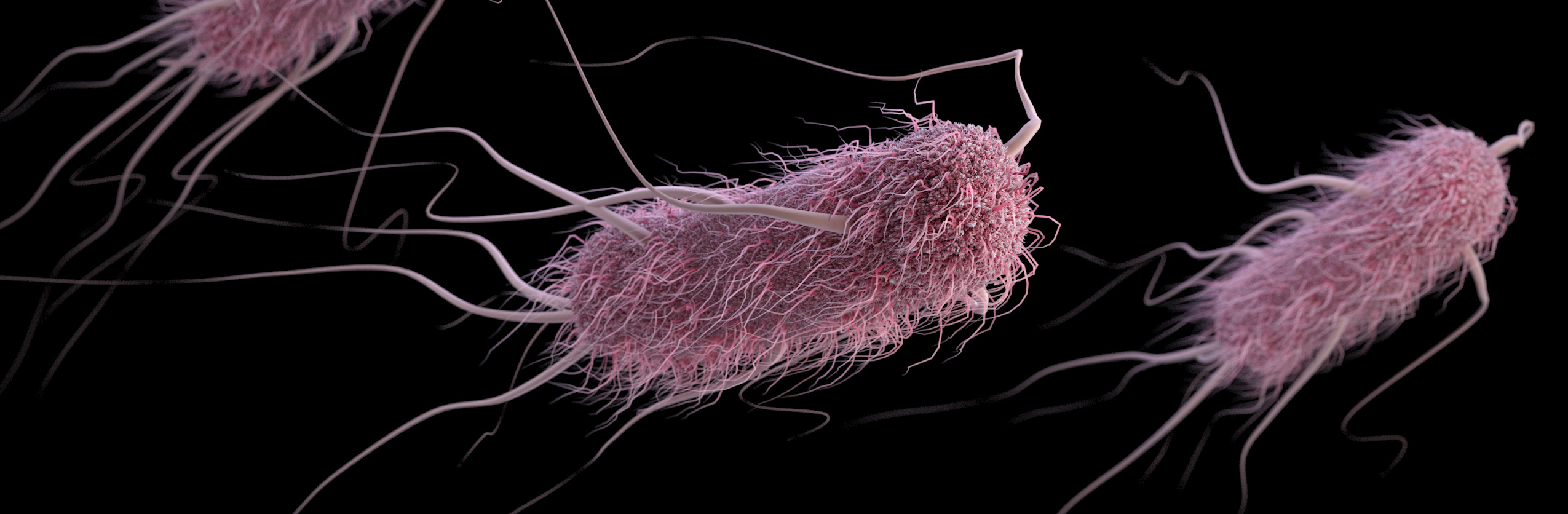 Escherichia-coli